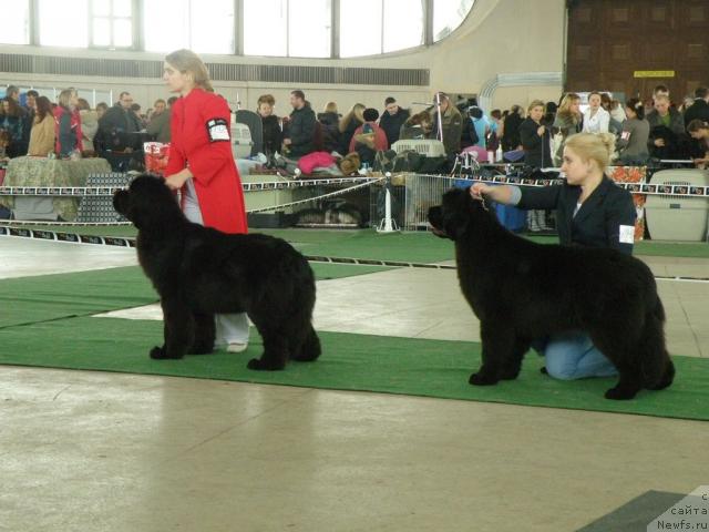 Фото: ньюфаундленд Bowaters Starlight Nuo Ozo Kalvu, Маргарита Рацинене, ньюфаундленд Endowed By Spirit Midnight Bear, Анастасия Заливако