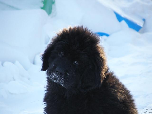 Фото: ньюфаундленд Априори Арх Бьюти