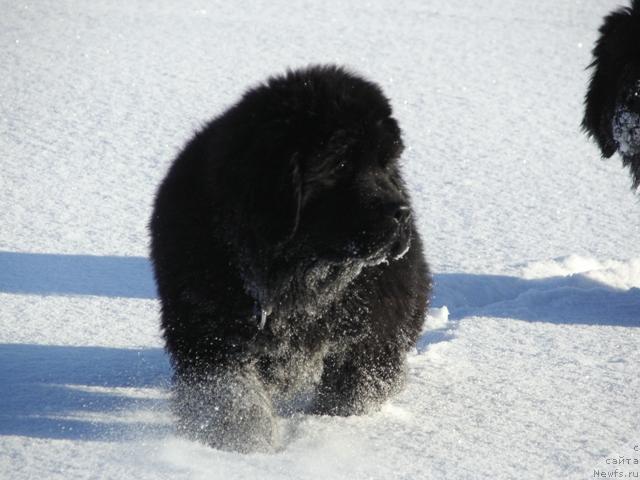 Фото: ньюфаундленд Априори Арх Бьюти