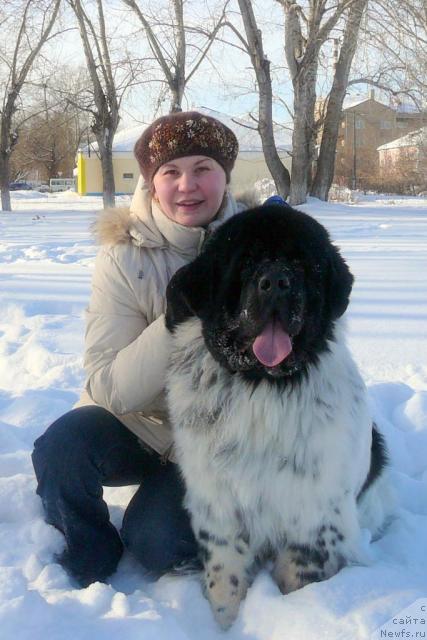 Фото: ньюфаундленд Кипер Соул Дар Моего Сердца Даниель (Keeper Soul Dar Moego Serdtsa Daniel), Юлия Курилюк