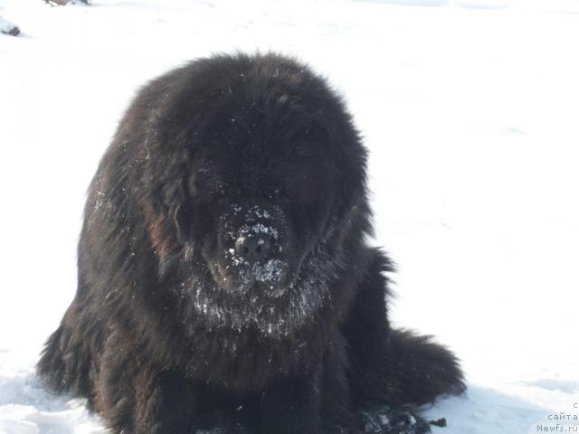 Фото: ньюфаундленд Карат из Медвежьего Яра (Karat iz Medvejyego Yara)