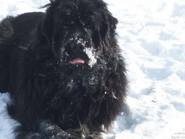 Фото: ньюфаундленд Ярада из Сибирской Глубинки (Yarada iz Sibirskoy Glubinki)