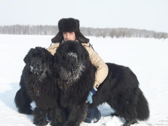 Фото: ньюфаундленд Карат из Медвежьего Яра (Karat iz Medvejyego Yara)