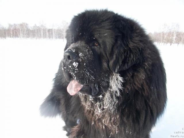 Фото: ньюфаундленд Карат из Медвежьего Яра (Karat iz Medvejyego Yara)