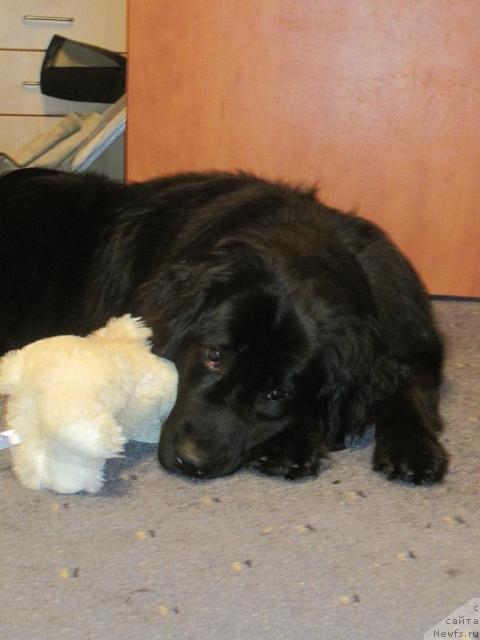 Фото: ньюфаундленд Бонни Флайт