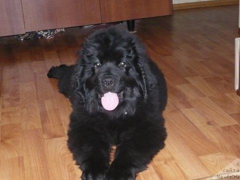 Фото: ньюфаундленд Ариетта Скарлет Силк