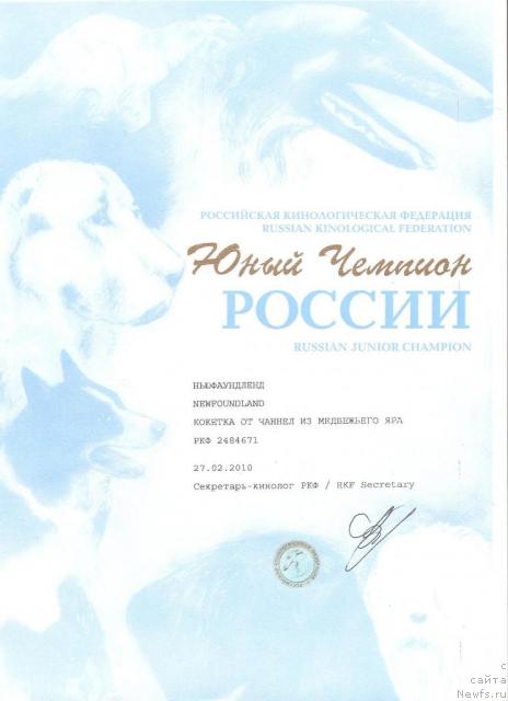 Фото: ньюфаундленд Кокетка от Чаннел из Медвежьего Яра