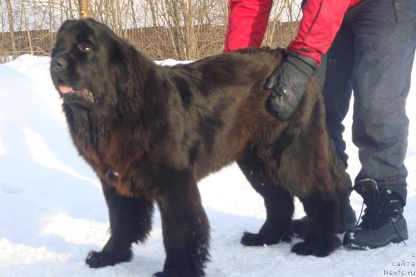 Фото: ньюфаундленд Плюшевая Панда Роз-Мари