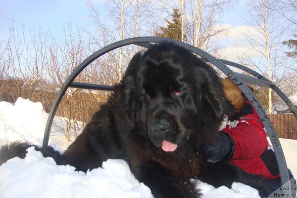 Фото: ньюфаундленд Плюшевая Панда Роз-Мари