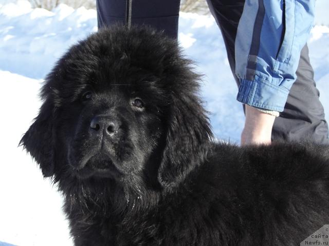 Фото: ньюфаундленд Априори Арх Бьюти