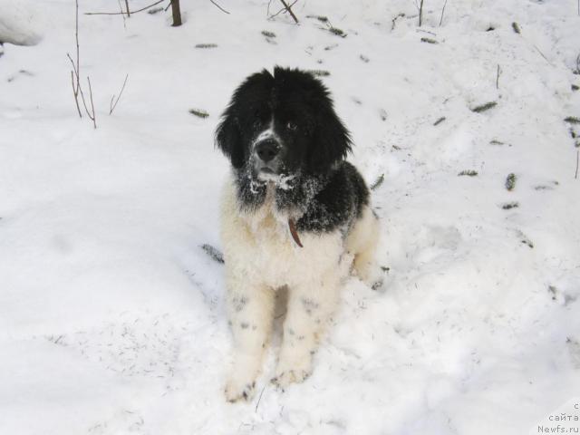Фото: ньюфаундленд Супер Премиум Есения