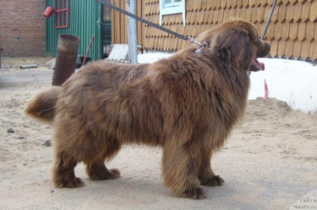 Фото: ньюфаундленд Адам (Adam)