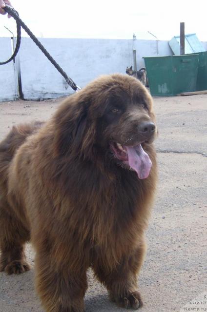 Фото: ньюфаундленд Адам (Adam)