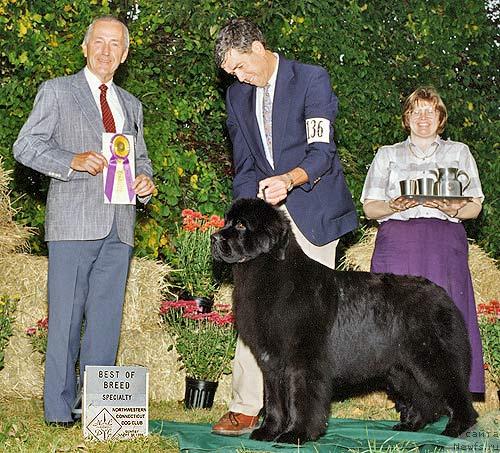 Фото: ньюфаундленд Pouch Cove's Shiprock Sydney