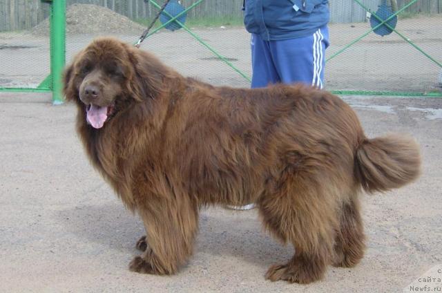 Фото: ньюфаундленд Адам (Adam)