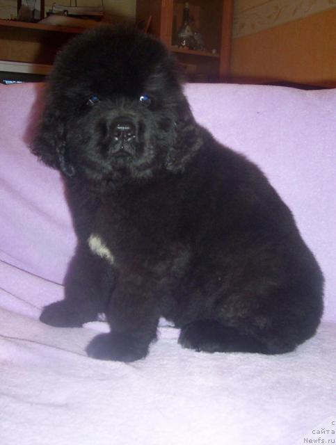 Фото: ньюфаундленд Уютная Долина Алейф Грандиозный