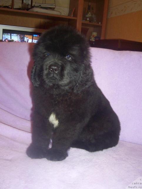 Фото: ньюфаундленд Уютная Долина Алейф Грандиозный