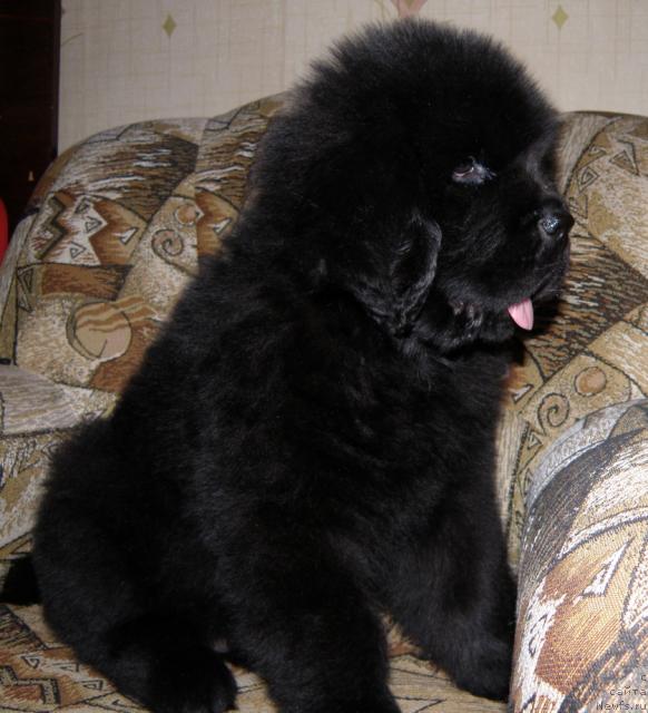 Фото: ньюфаундленд Уютная Долина Андрос Гриф