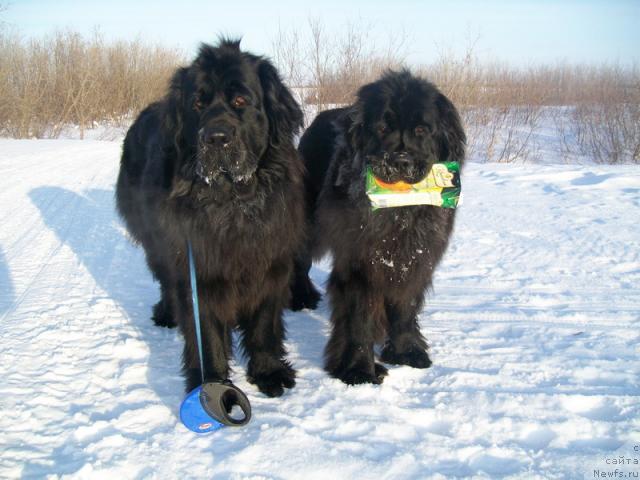 Фото: ньюфаундленд Глория Гранд Блек, ньюфаундленд Fortuna of Giant's Island