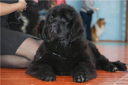 Фотография № 39245