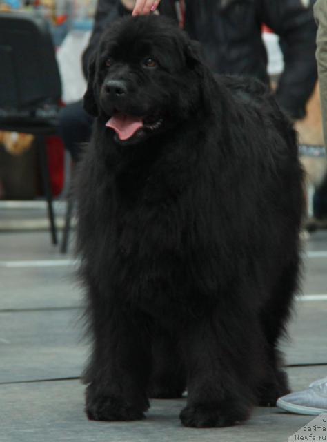 Фотография № 39253