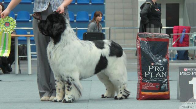 Фото: ньюфаундленд Кипер Соул Дар Моего Сердца Даниель (Keeper Soul Dar Moego Serdtsa Daniel)