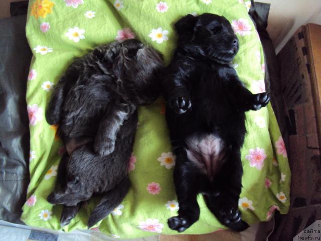 Фото: ньюфаундленд Миссия Блю фо Марлеон из Сибирской Глубинки, ньюфаундленд Марго из Сибирской Глубинки