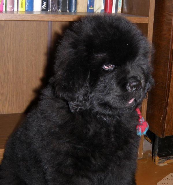 Фото: ньюфаундленд Уютная Долина Андрос Гриф