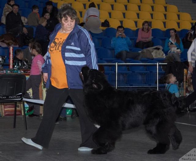 Фото: ньюфаундленд King of Helluland I'm Precious, Ньюфорт (Njufort)