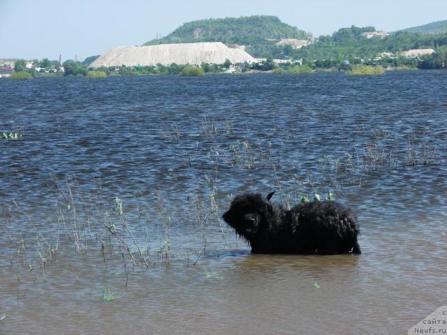 Фото: ньюфаундленд Юган с Тоянова Городка (Ygan s Toyanova Gorodka)