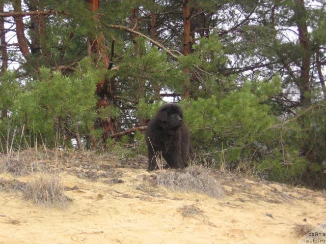 Фото: ньюфаундленд Империал Мистер Ньюф (Imperial Mister Newf)