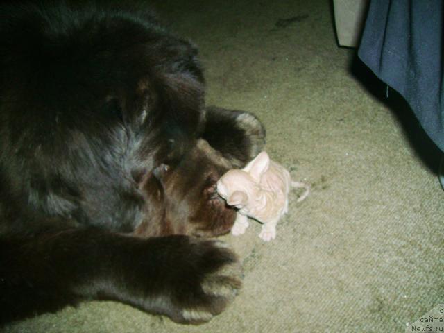 Фото: ньюфаундленд Супер Премиум Бест Бэлжен Ригардс (Super Premium Best Belzhen Regards)