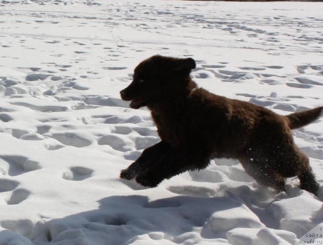 Фото: ньюфаундленд Черный Шарм Ангельская Красота (Chernyi Sharm Angel'skaya Krasota)