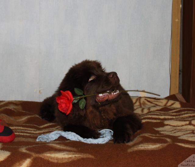 Фото: ньюфаундленд Черный Шарм Ангельская Красота (Chernyi Sharm Angel'skaya Krasota)