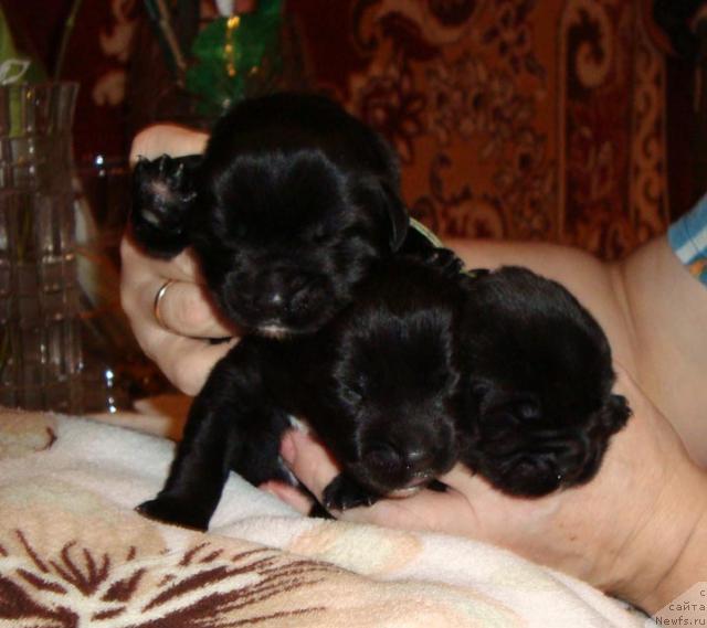 Фото: ньюфаундленд Шемаханская Царица (Shemahanskaya Tsaritsa)