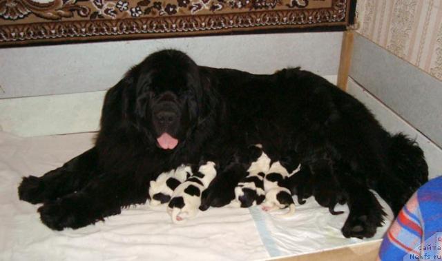 Фото: ньюфаундленд Индиана Джуна из Тихого Омута (Indiana Dzhuna iz Tihogo Omuta)