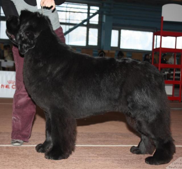 Фото: ньюфаундленд Акватория Келвин Заския