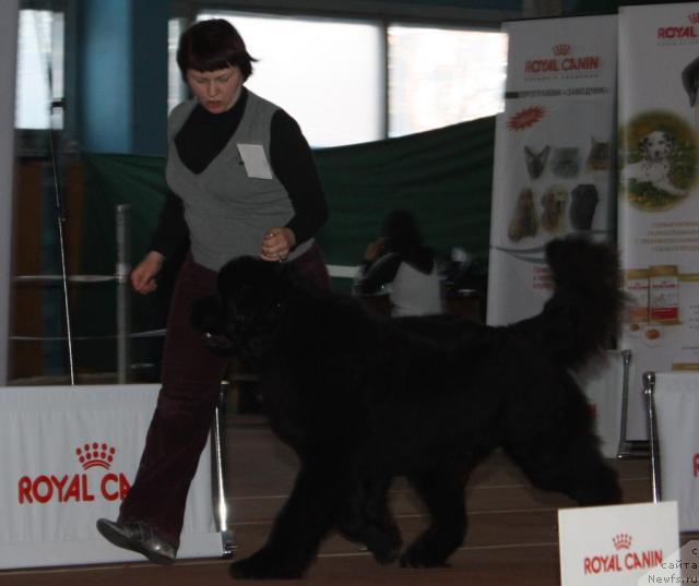 Фото: ньюфаундленд Акватория Келвин Заския, Татьяна Абутова