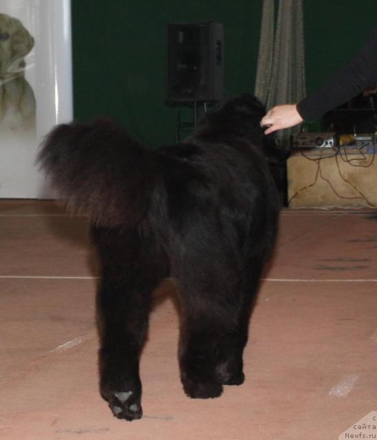 Фото: ньюфаундленд Акватория Келвин Заския