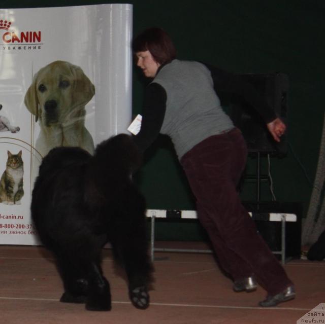 Фото: ньюфаундленд Акватория Келвин Заския