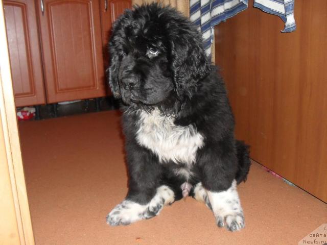 Фото: ньюфаундленд Пчёлкин Дом Гранд Геркулес