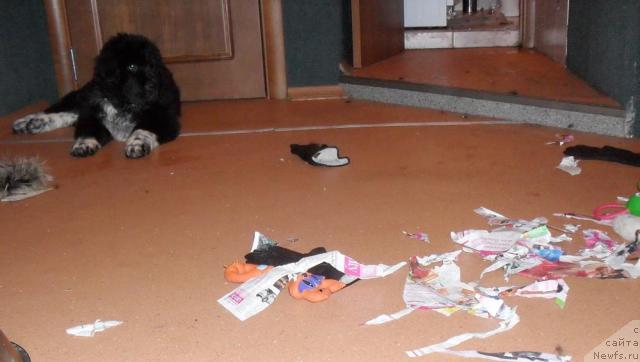 Фото: ньюфаундленд Пчёлкин Дом Гранд Геркулес