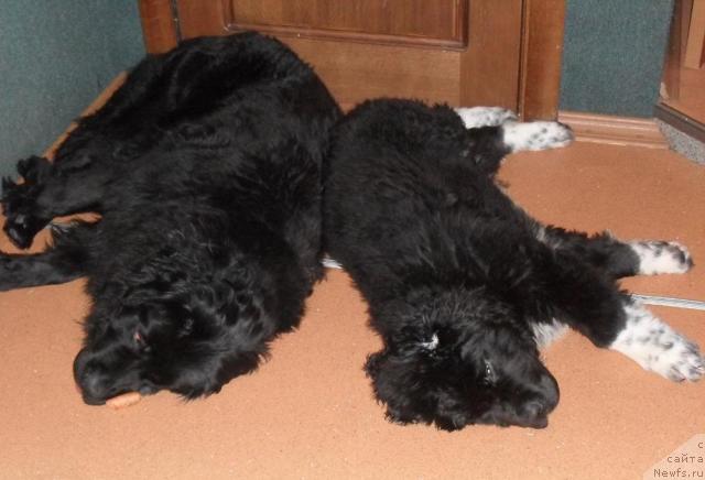 Фото: ньюфаундленд Любовь Земная, ньюфаундленд Пчёлкин Дом Гранд Геркулес