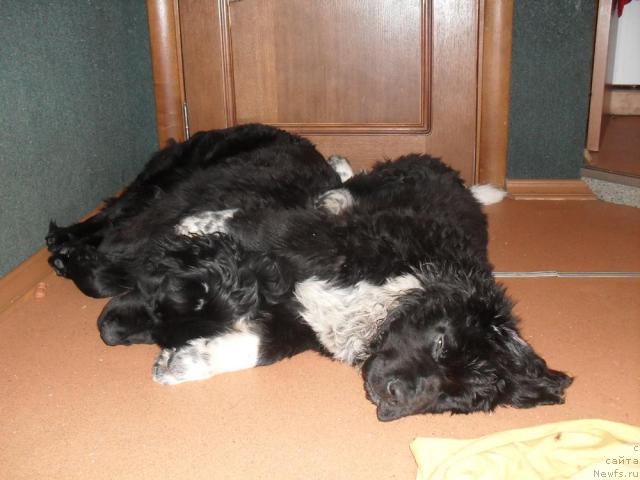 Фото: ньюфаундленд Любовь Земная, ньюфаундленд Пчёлкин Дом Гранд Геркулес