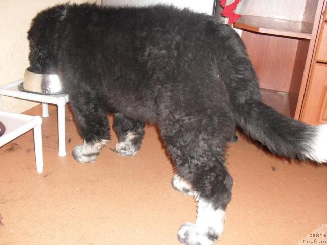 Фото: ньюфаундленд Пчёлкин Дом Гранд Геркулес