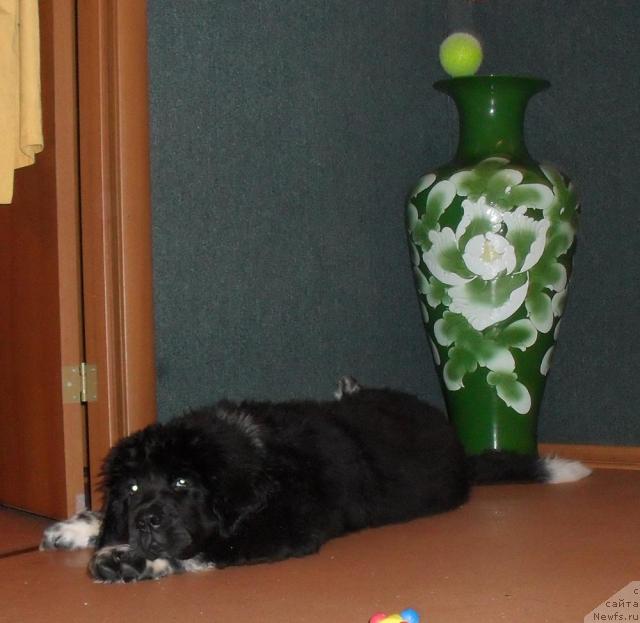 Фото: ньюфаундленд Пчёлкин Дом Гранд Геркулес