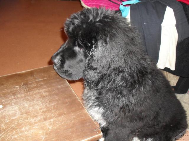 Фото: ньюфаундленд Пчёлкин Дом Гранд Геркулес