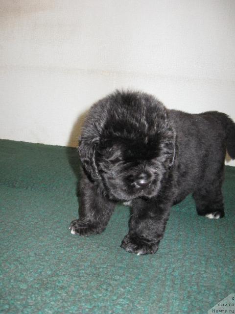 Фото: щенок  Мэджи и Зорро