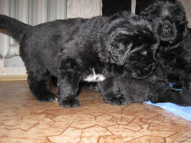 Фото: щенок Мэджи и Зорро