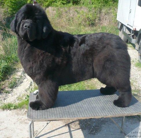 Фото: ньюфаундленд Ciara Mississippi-Missouri Faundland